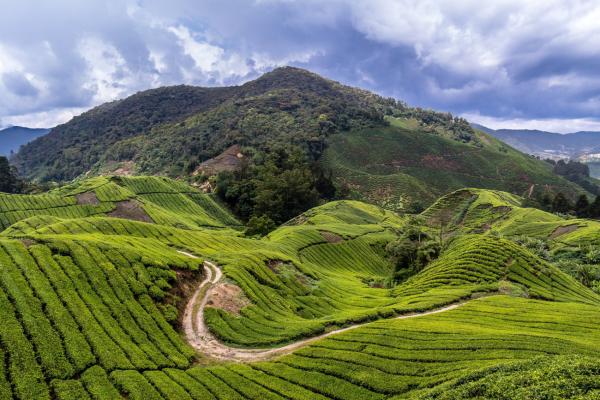 Die Cameron Highlands: Teeplantagen und Wanderwege