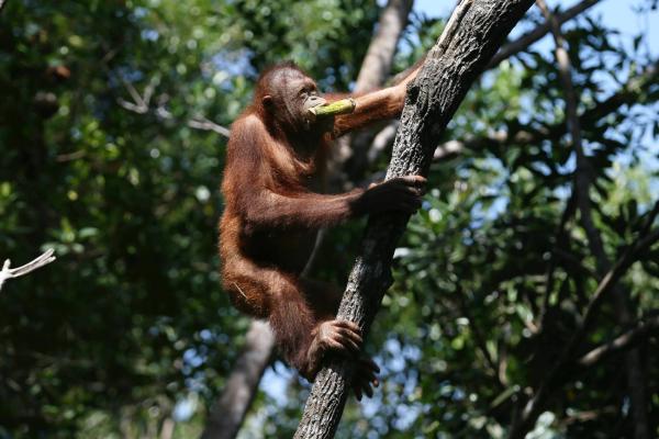 Borneo entdecken: Ein Paradies der Vielfalt