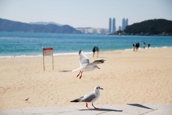 Südkoreas Top-Strände für Sonne, Spaß und Entspannung