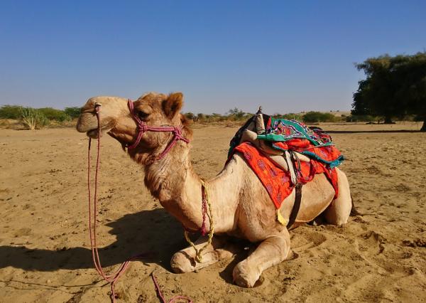 Wüstensafaris in Indien: Kameltouren durch die Thar-Wüste