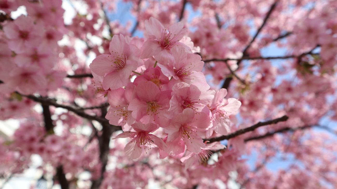 Hanami in Japan: Die Kunst der Kirschblütenschau