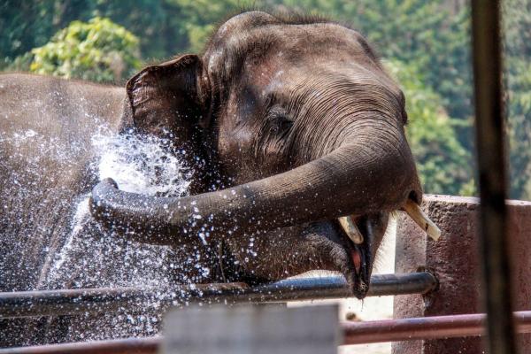 Elefantenschutz und Trekking: Nachhaltiges Reisen in Chiang Mai