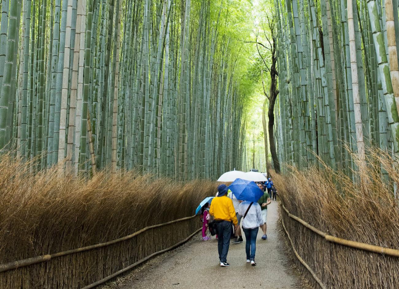 Die besten Spaziergänge in Kyoto: Von Gion bis Arashiyama