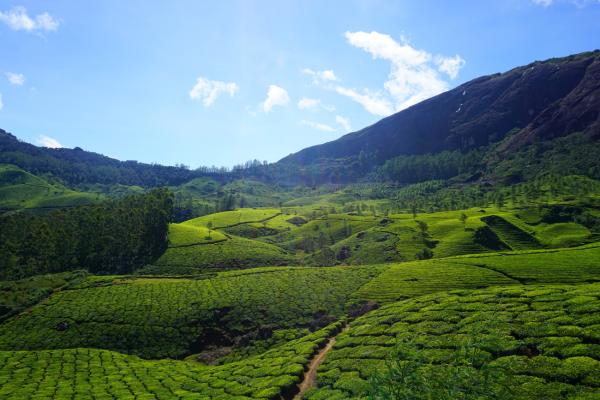 Teeplantagen und Bergnebel: Munnar und das Hochland